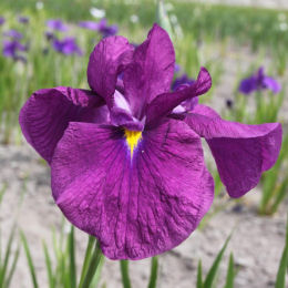Iris japonais pourpre